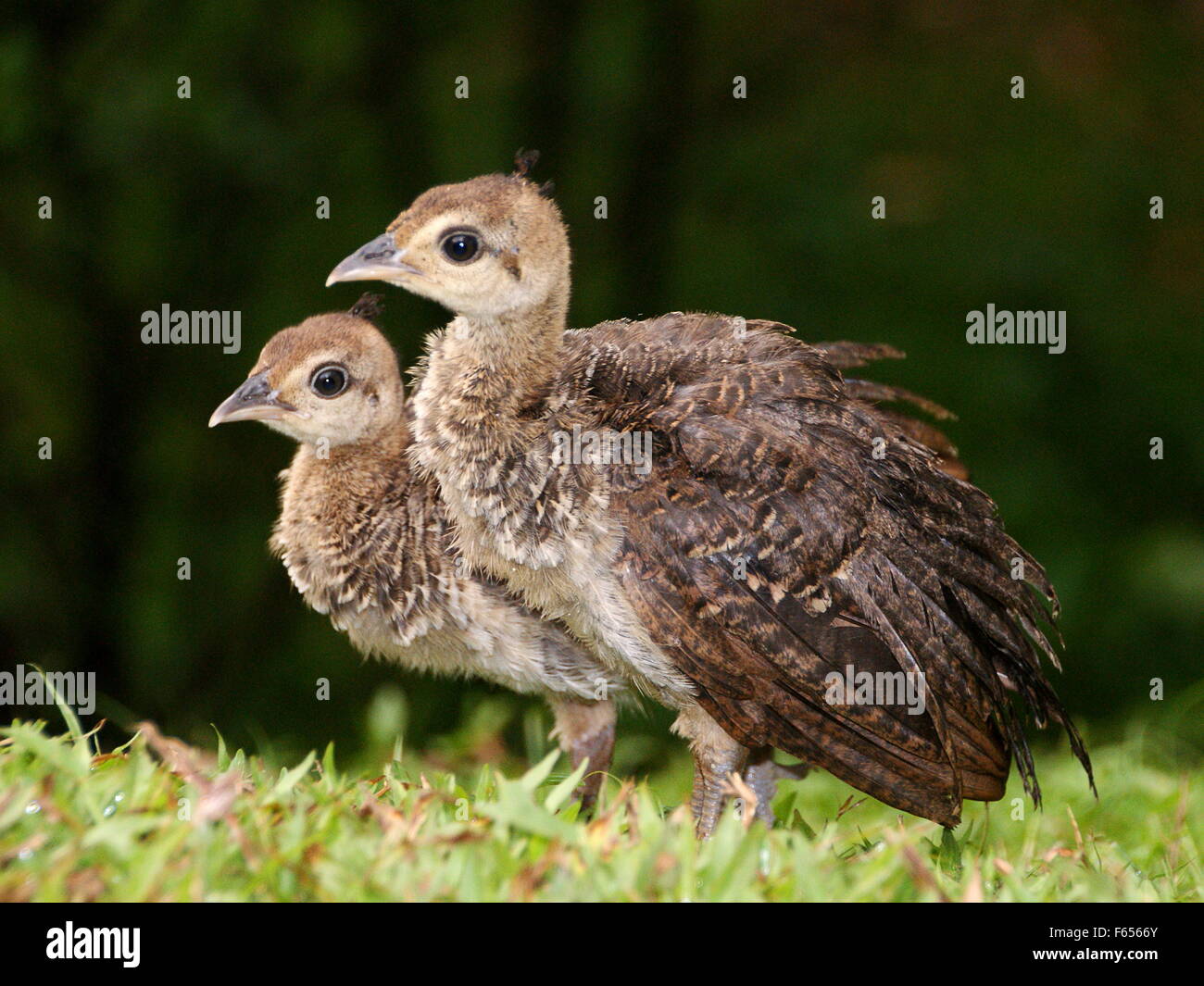 Peacock Baby Chicks Baby Peacocks All You Need To Know (with
