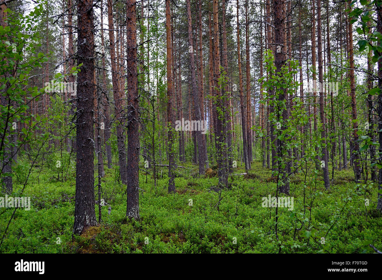 pine tree forest Stock Photo Alamy