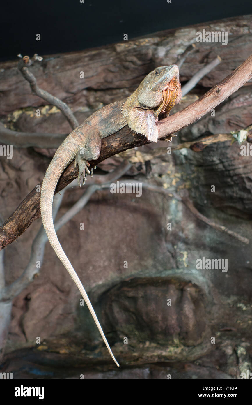 Long Tailed Lizards As Pets
