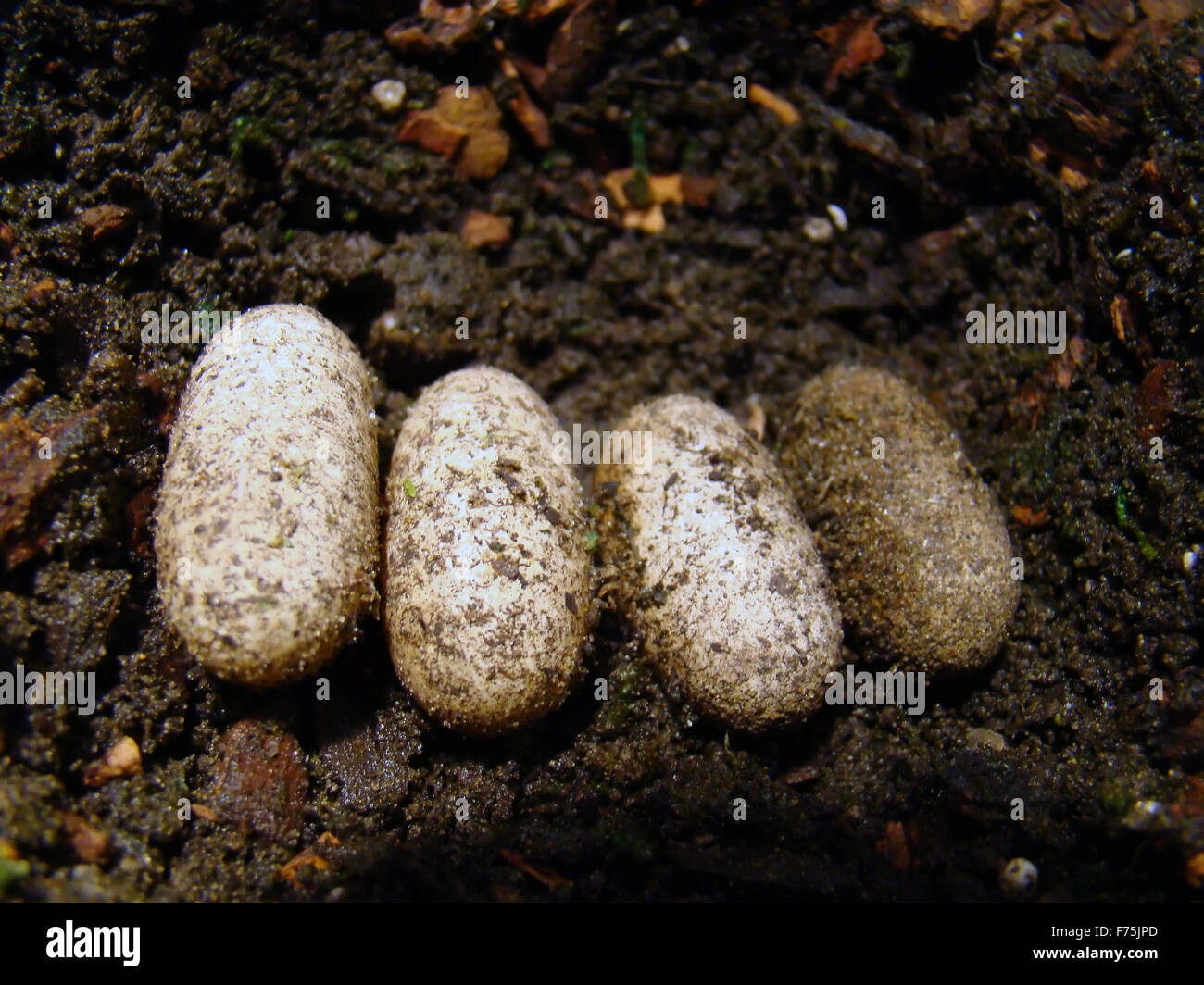 gecko eggs Stock Photo 90478933 Alamy
