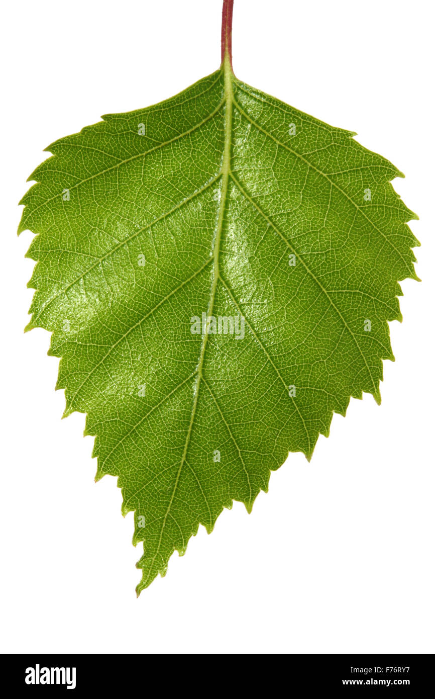 Silver birch or warty birch Cut Out Stock Images & Pictures Alamy