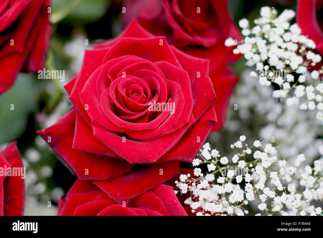 Roses and their meaning hires stock photography and images Alamy