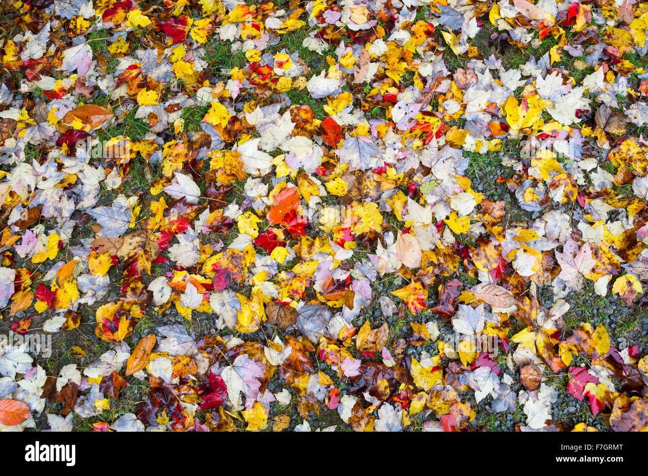 Fall color in Virginia Stock Photo Alamy