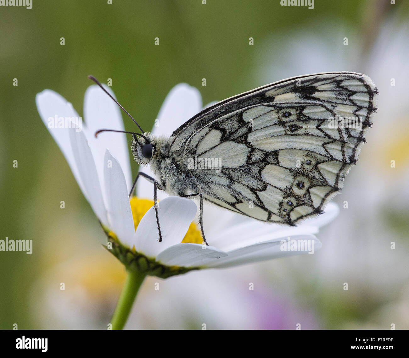 Marbled White Butterfly Stock Photo Alamy