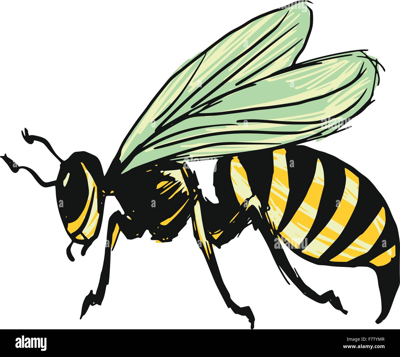 Yellow jacket wasp sting Stock Vector Images Alamy