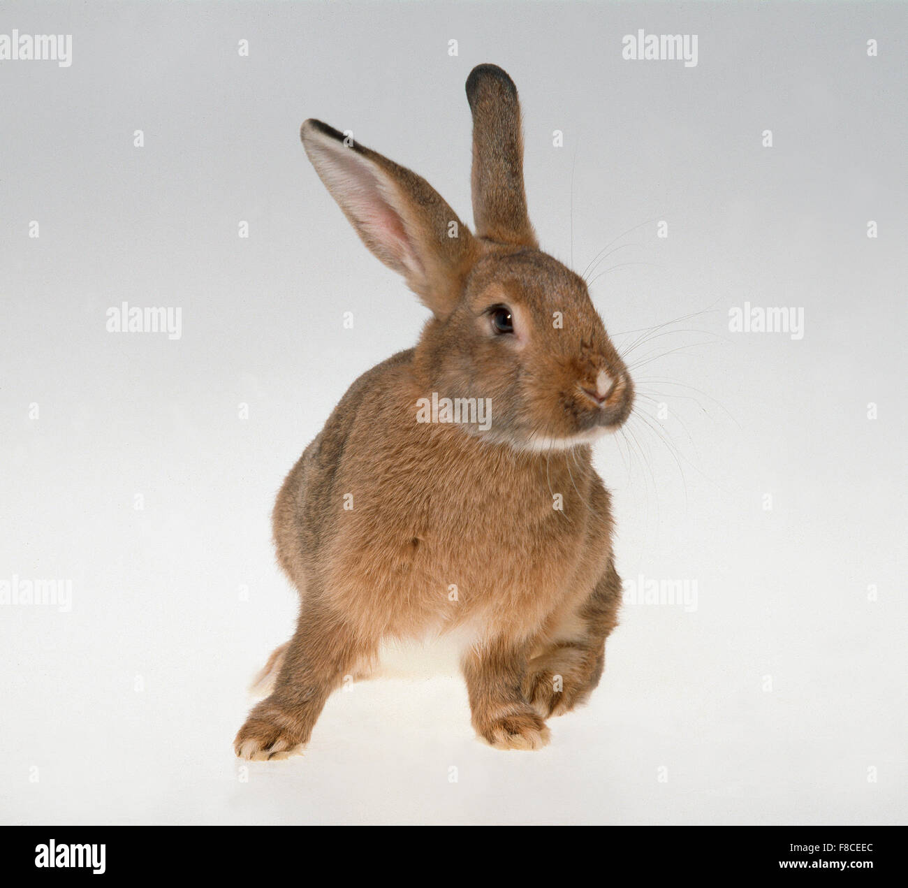 rabbit on a neutral background Stock Photo Alamy