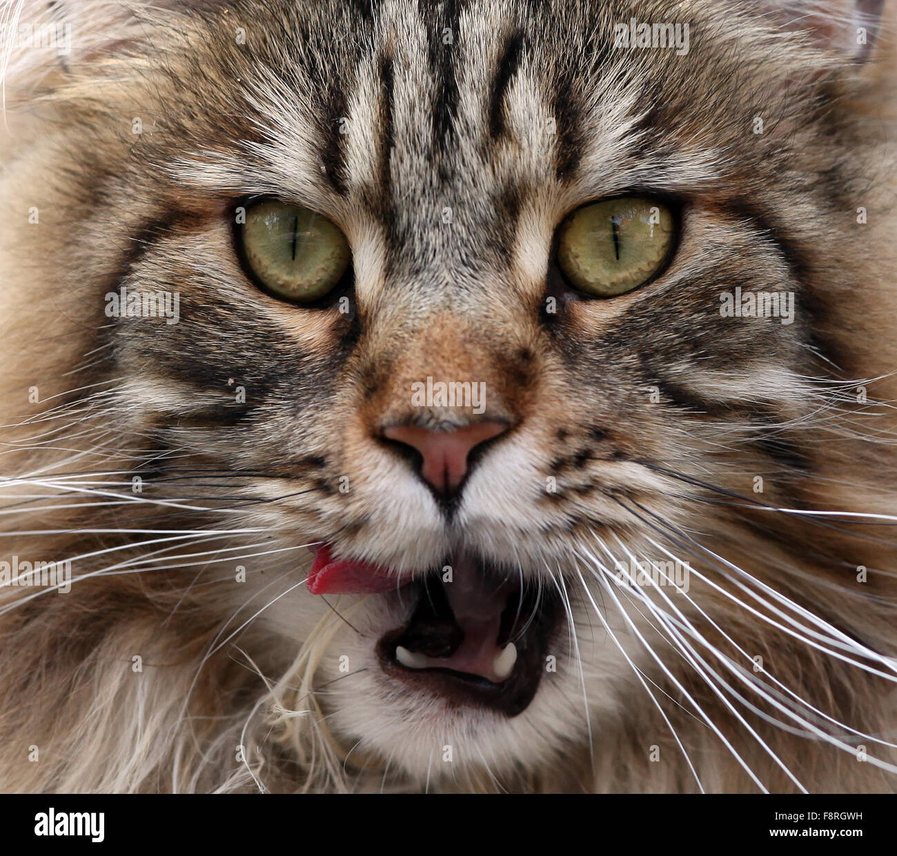 Cat licking lips Stock Photo Alamy