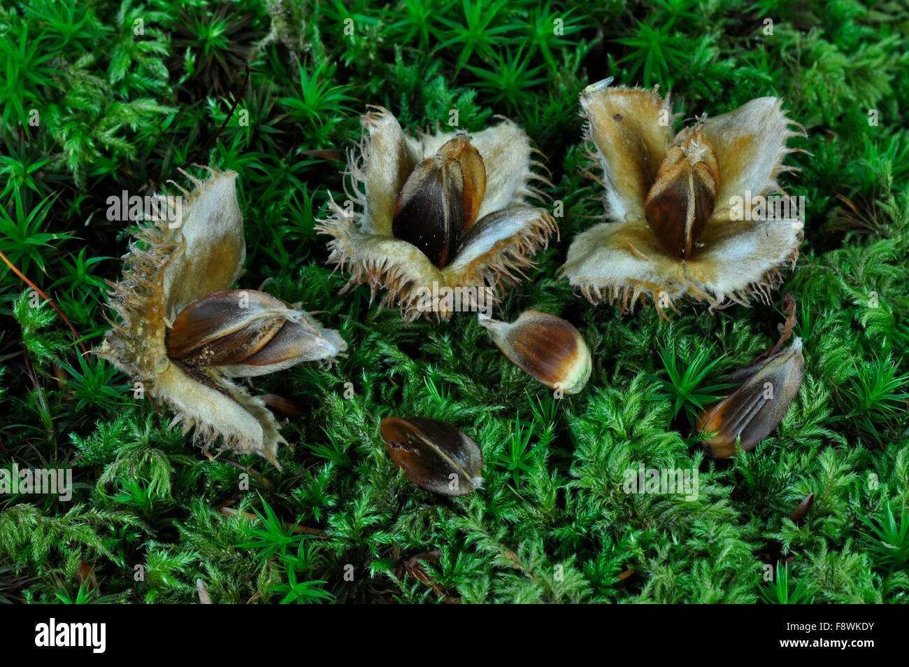 Beech nuts hires stock photography and images Alamy
