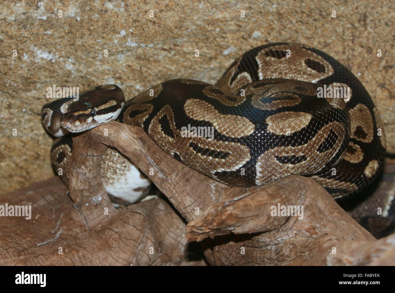African nonvenomous Royal Python or Ball Python (Python regius Stock