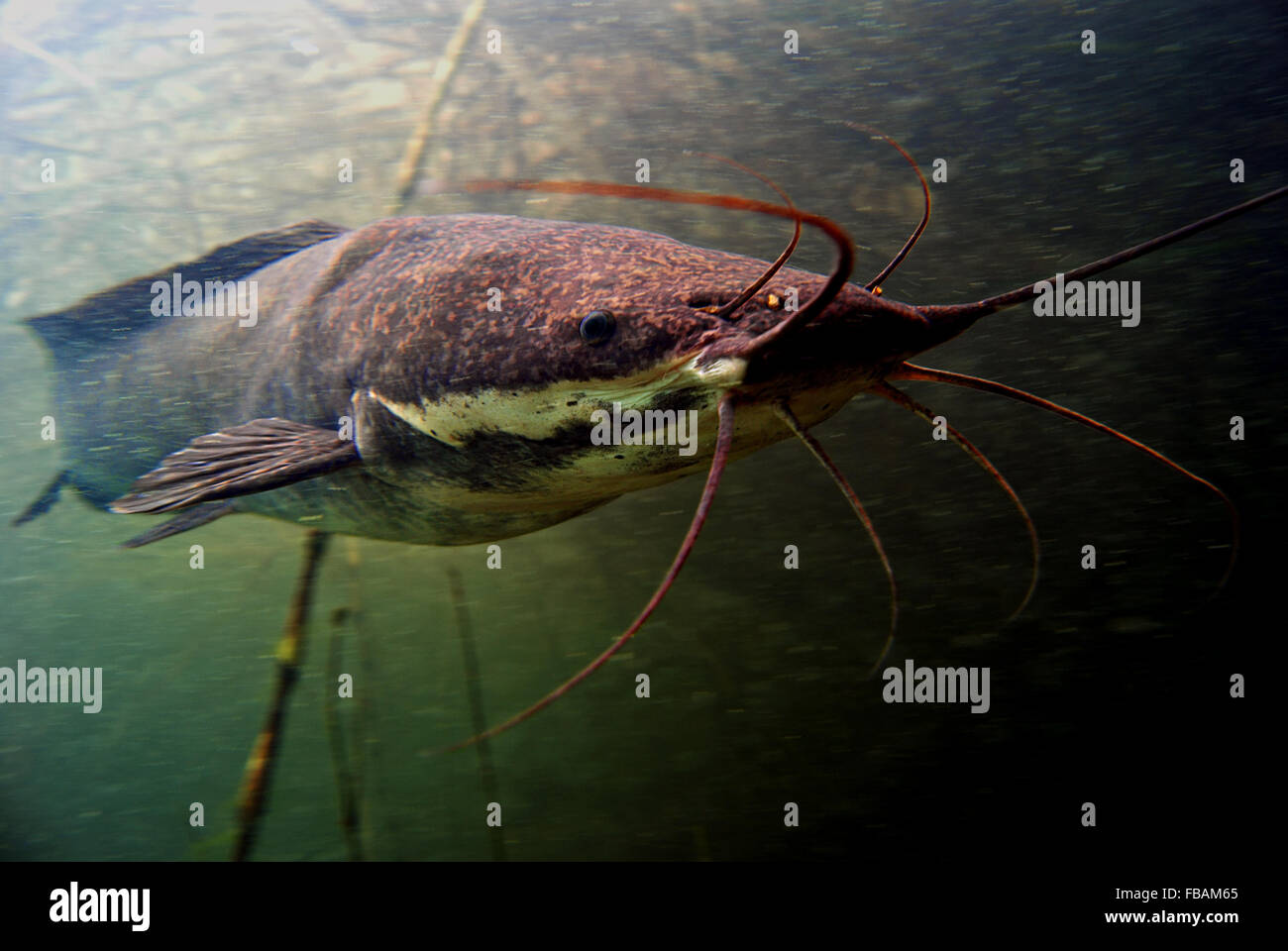 African catfish hires stock photography and images Alamy