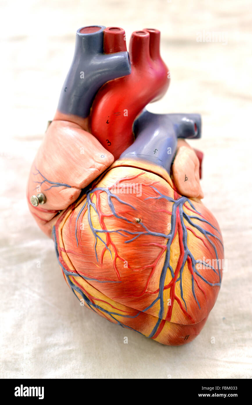 Plastic heart model Stock Photo Alamy