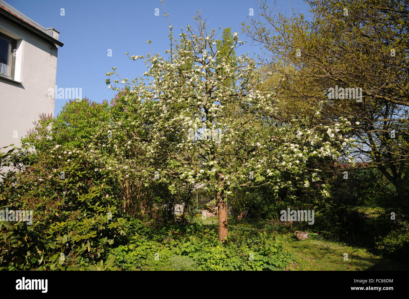 Apple tree Ontario Stock Photo Alamy