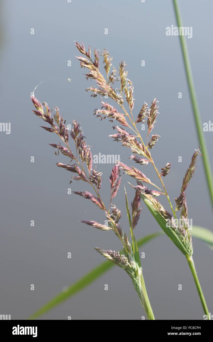 Swamp reed flowers hires stock photography and images Alamy
