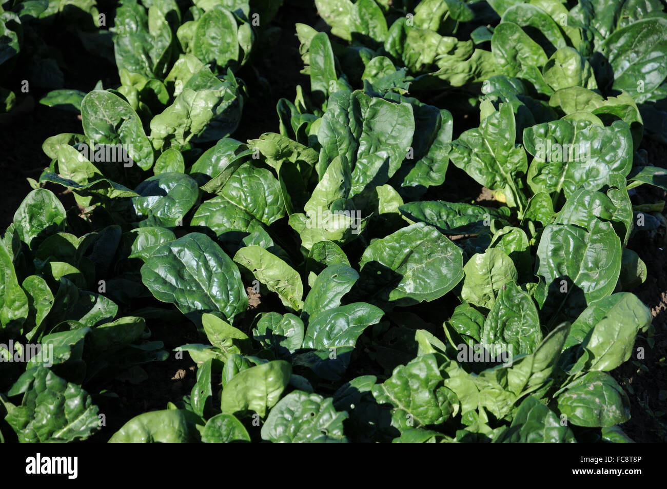 Indian spinach plant hires stock photography and images Alamy