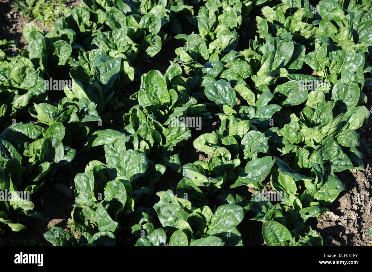 Indian spinach plant hires stock photography and images Alamy