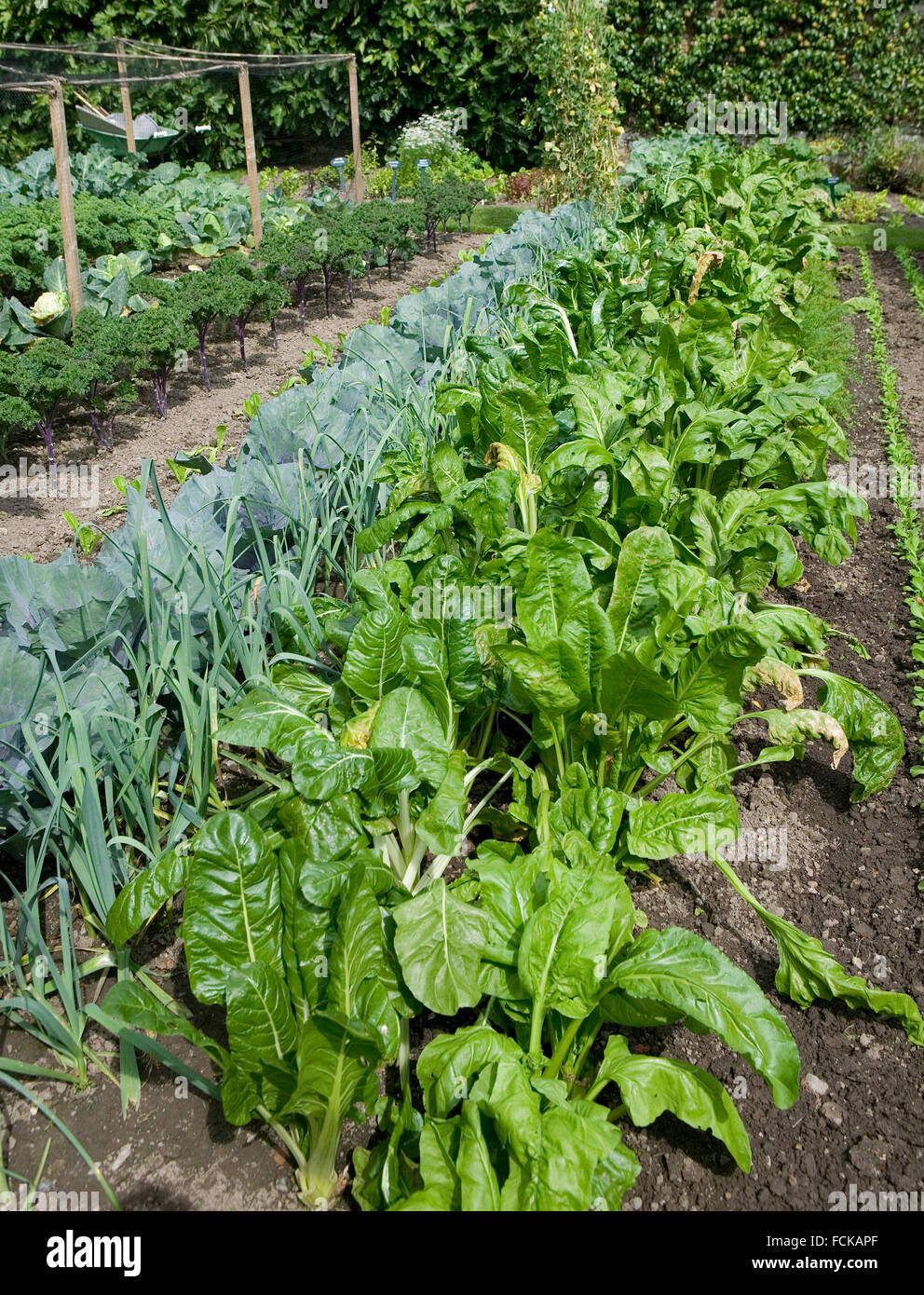 Garden vegetable patch Stock Photo Alamy