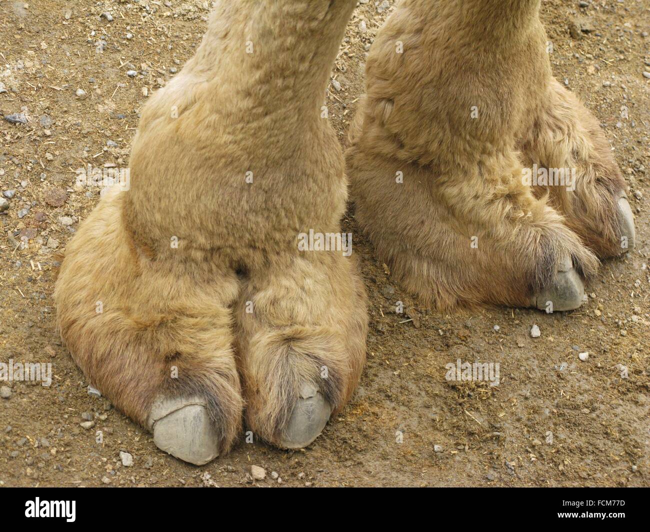 camel hooves Stock Photo Alamy