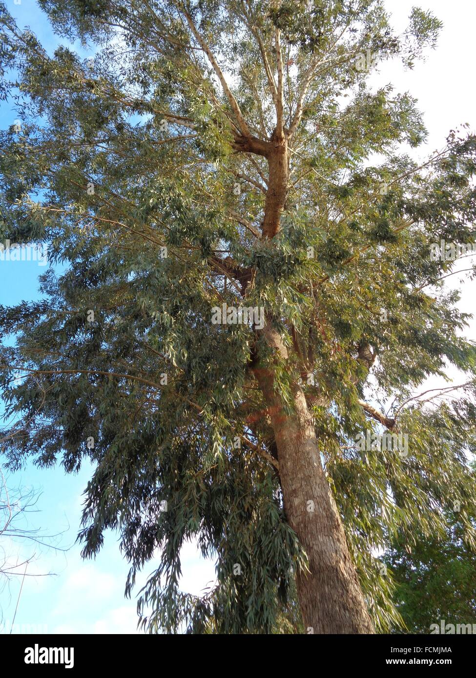 Eucalyptus globulus Stock Photo Alamy