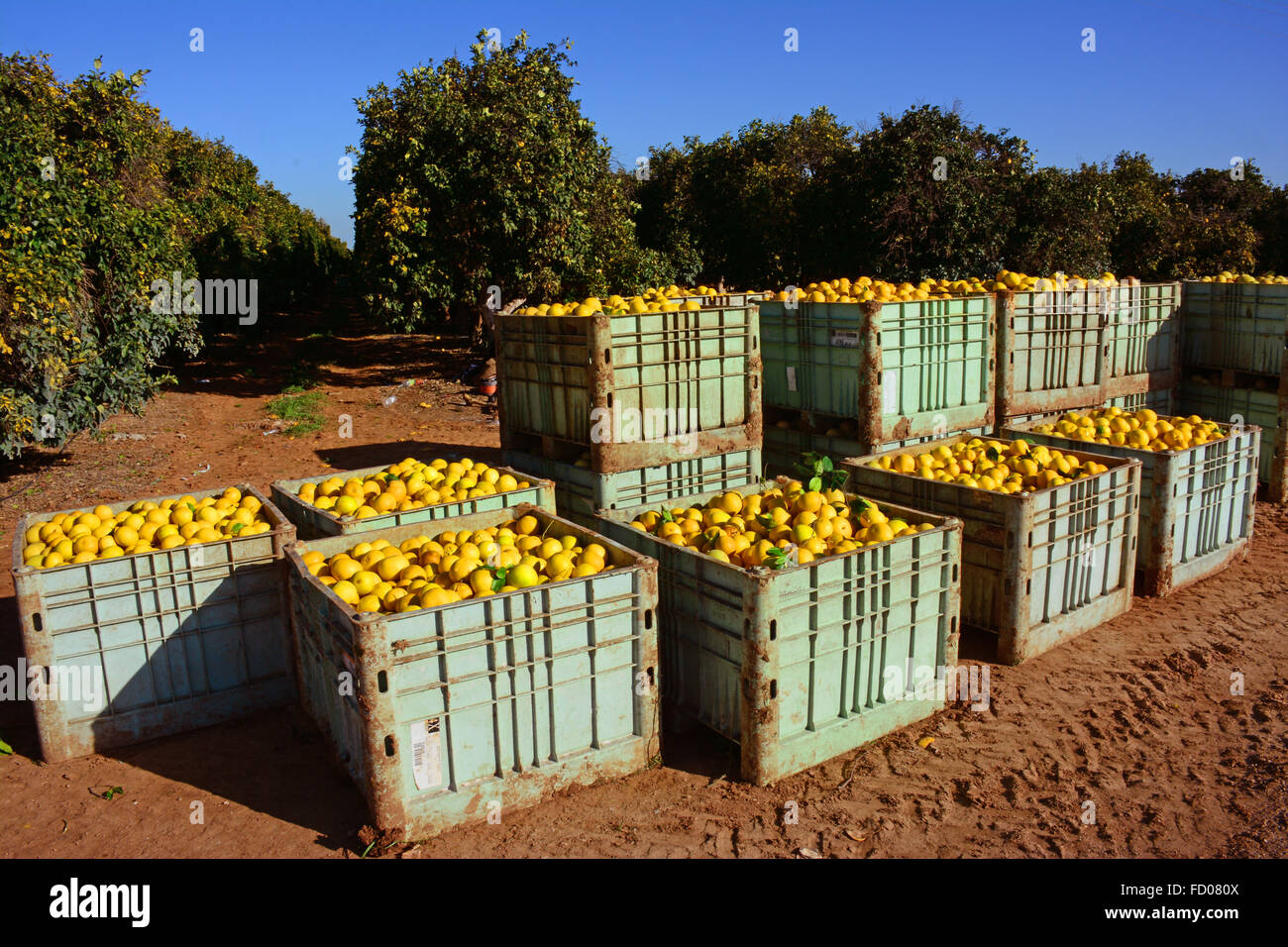 Grapefruit containers, Fresh from the orchard Stock Photo Alamy
