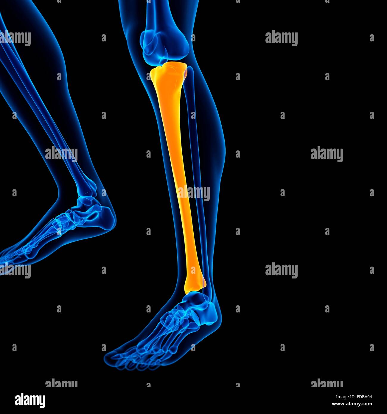 Human lower leg bone (tibia), illustration Stock Photo Alamy