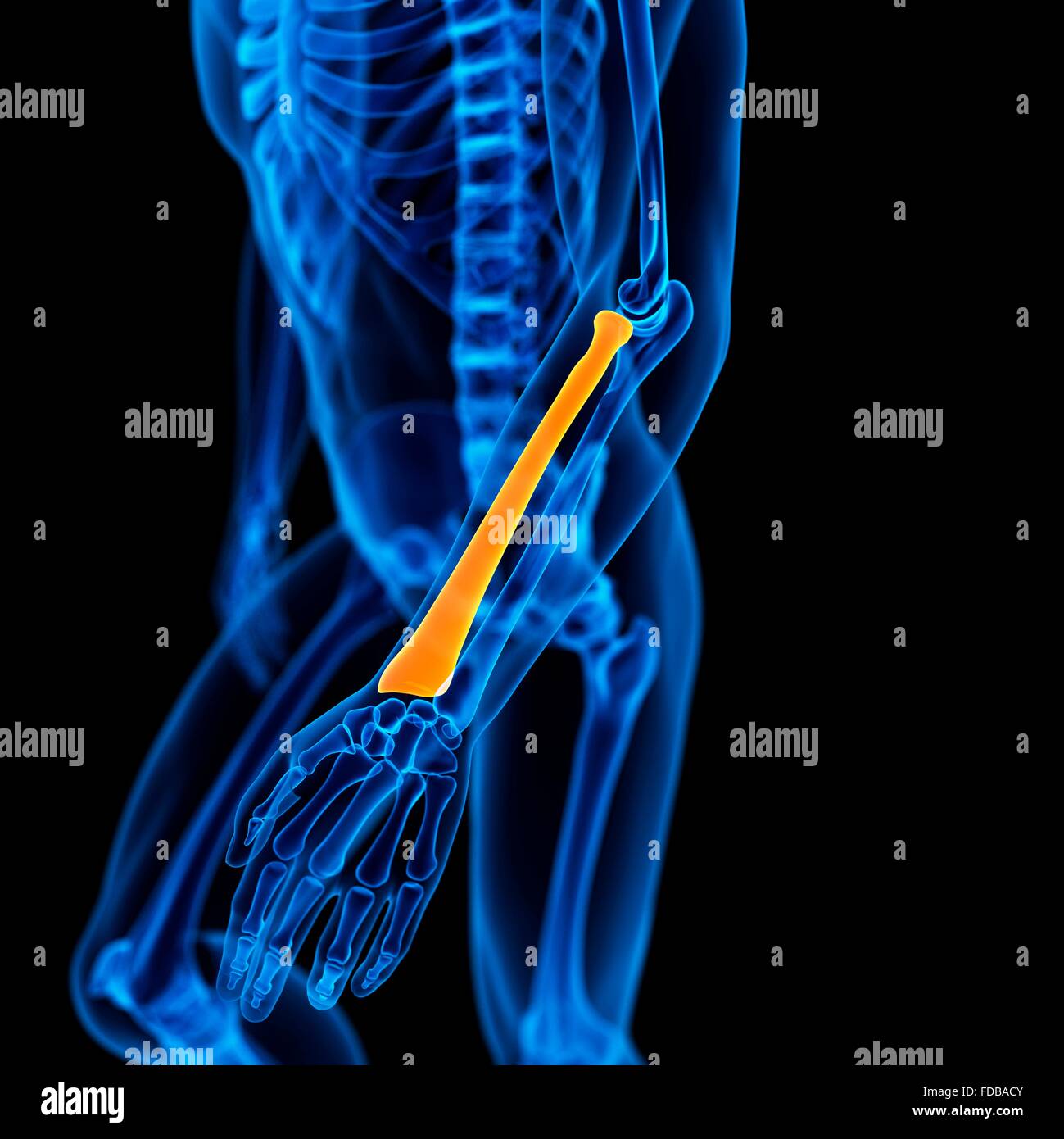 Radius bone hires stock photography and images Alamy