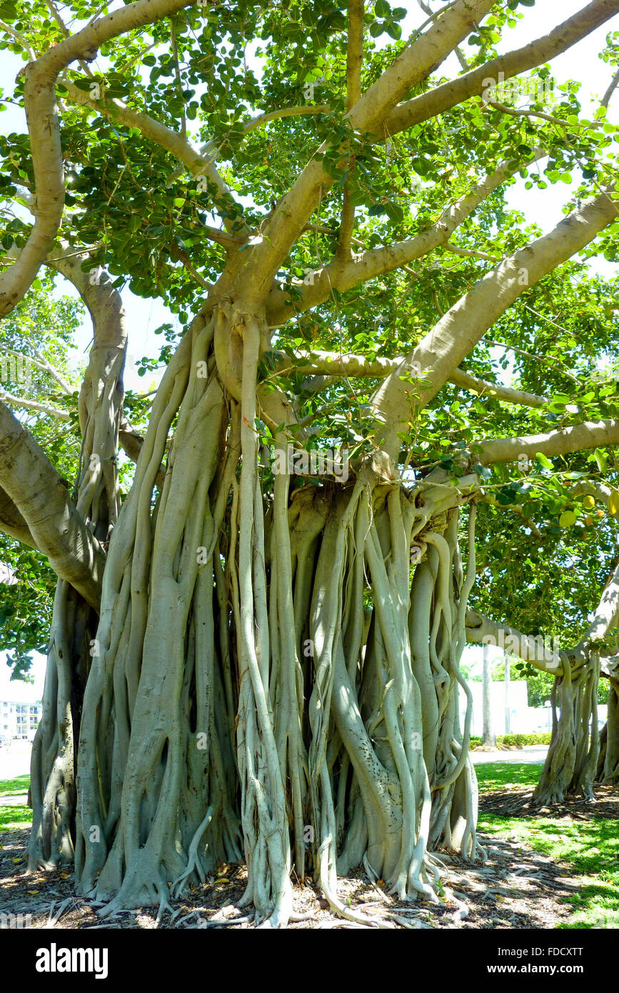 Fig tree roots long hires stock photography and images Alamy