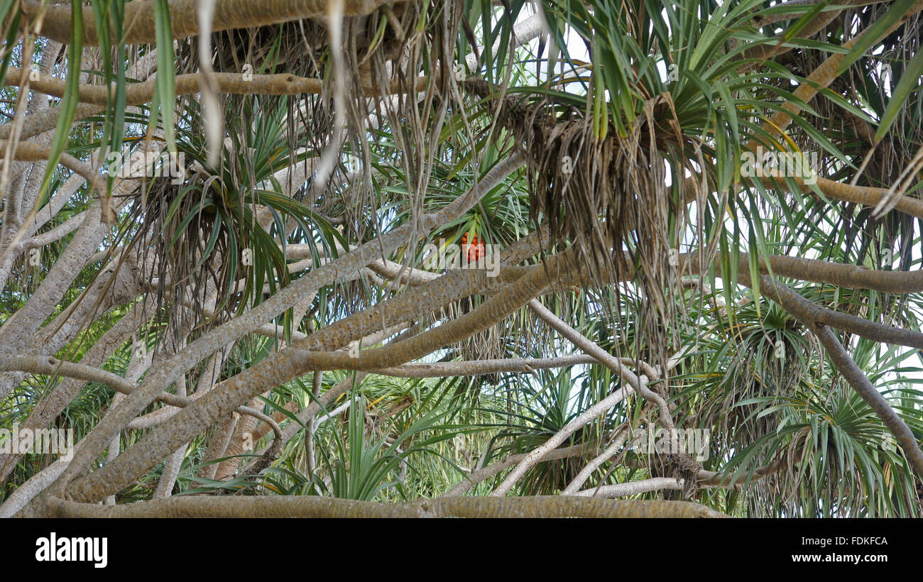 Pandanus odorifer tree Stock Photo Alamy