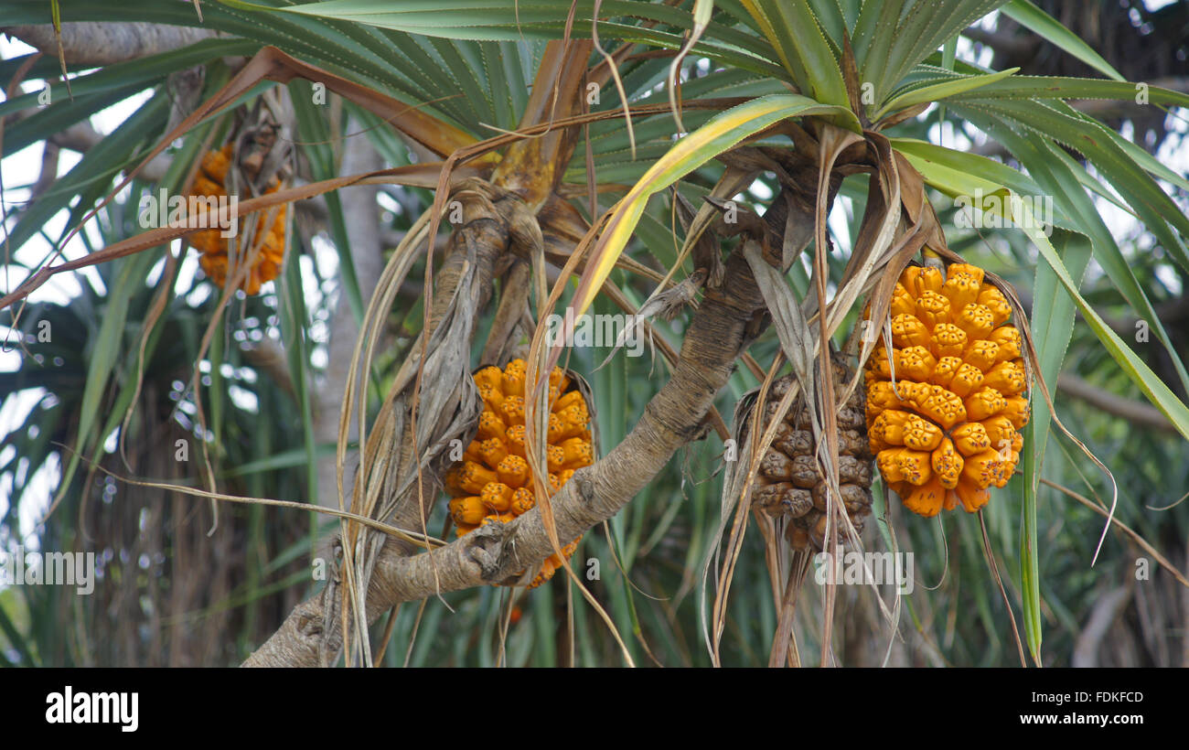 Pandanus odorifer tree Stock Photo Alamy