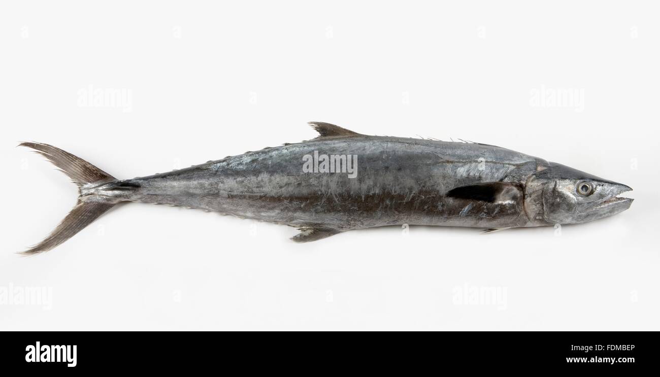 King Mackerel Stock Photo Alamy