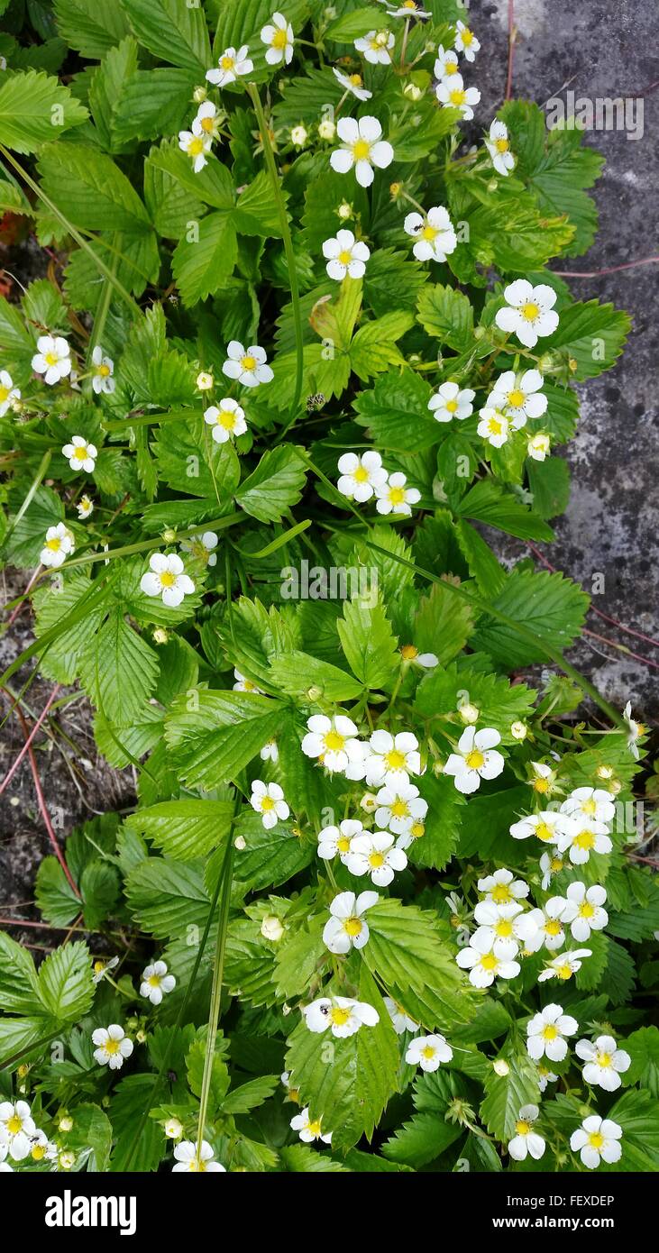 Very small wildflowers hires stock photography and images Alamy