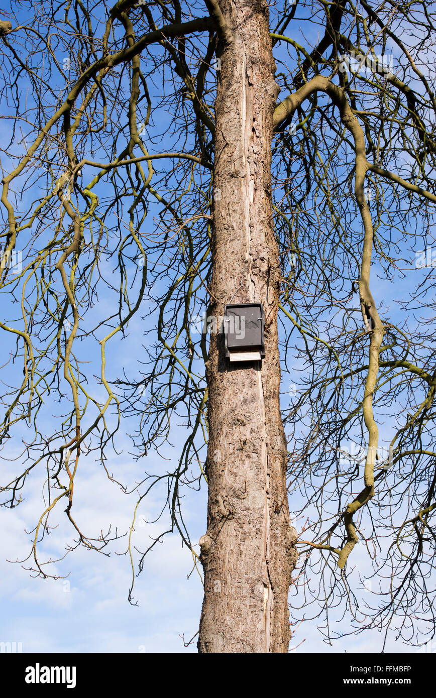 Bat boxes on winter trees. UK Stock Photo Alamy