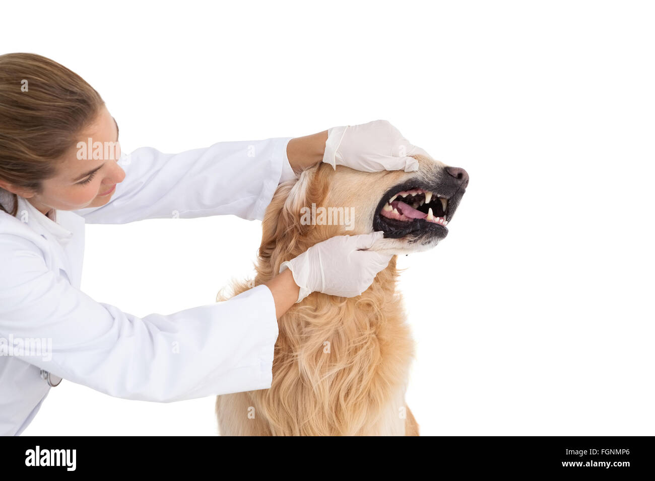 Vet checking a dogs teeth Stock Photo Alamy