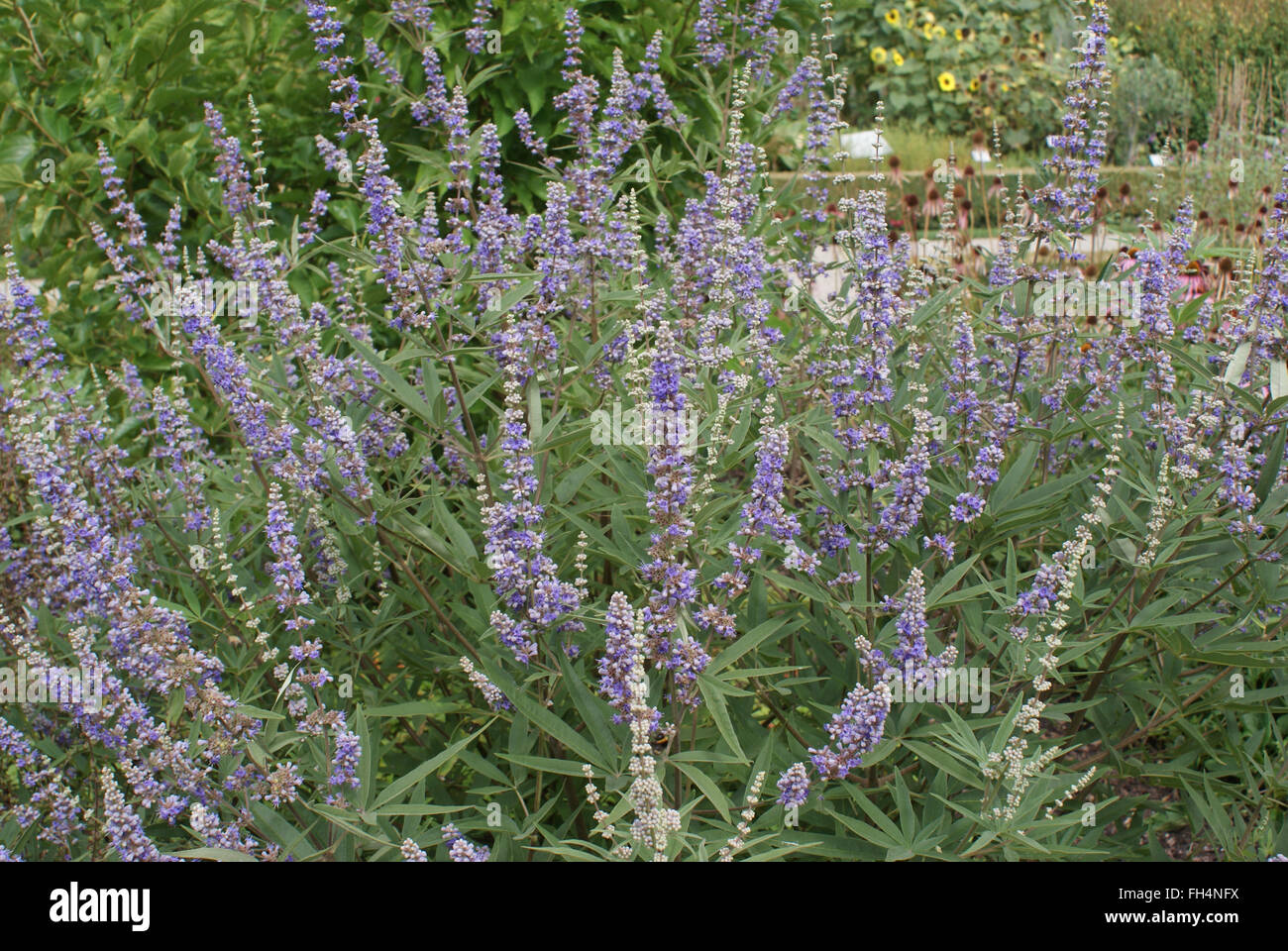 Chaste tree Stock Photo Alamy