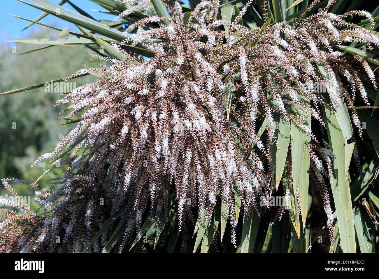 Cabbage Tree Cordyline Australis High Resolution Stock Photography and