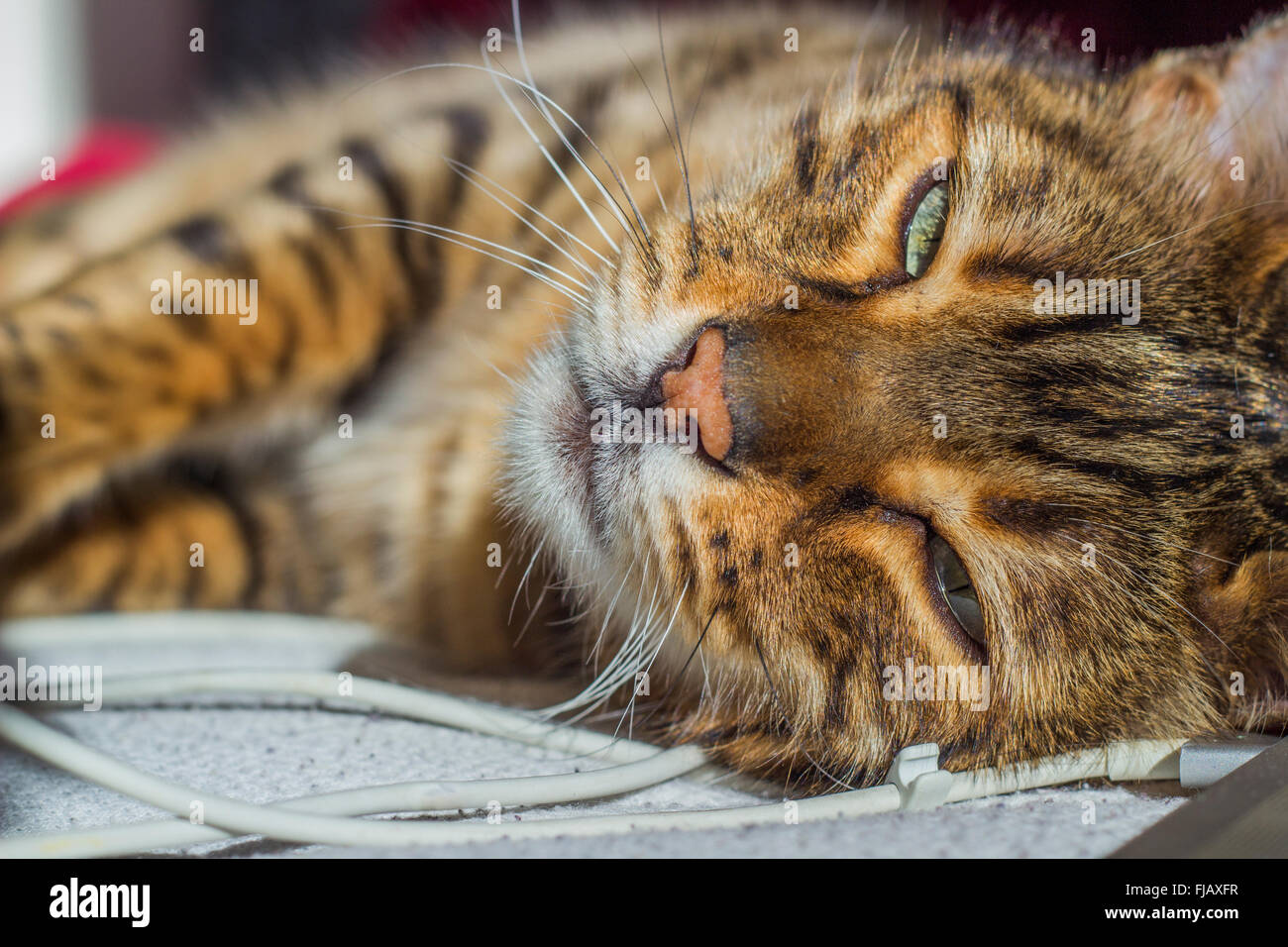 Cat and technology Stock Photo Alamy