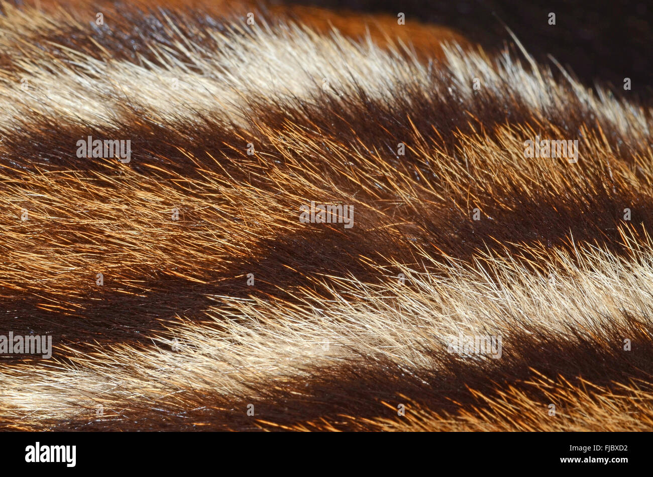 tiger fur Stock Photo Alamy