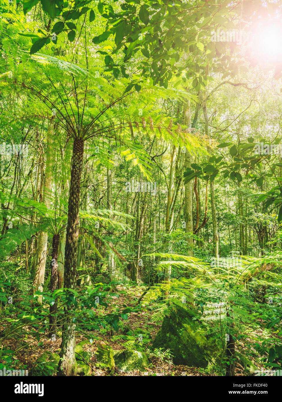 Rainforest plants hires stock photography and images Alamy