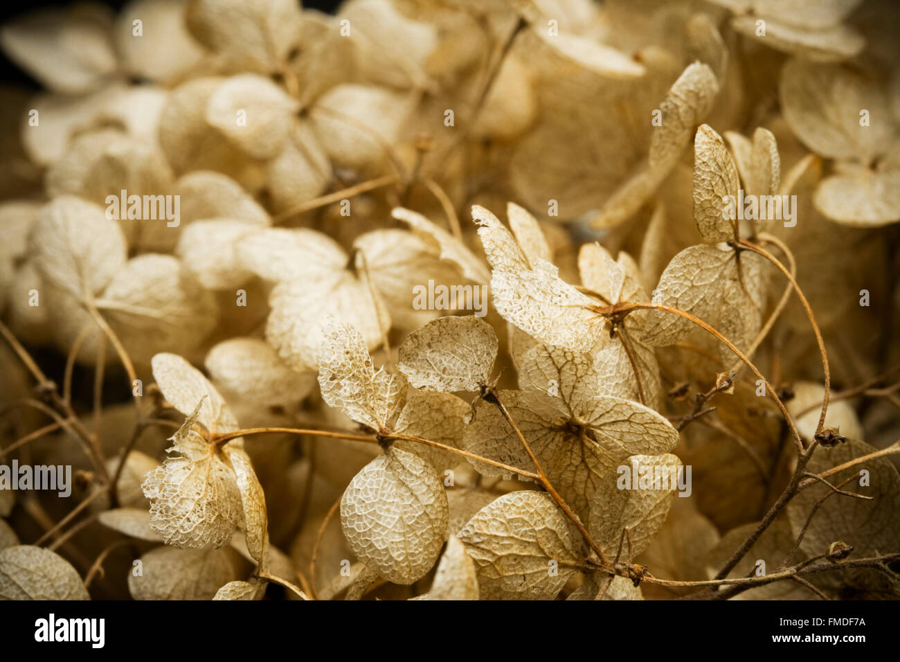 Dried Hydrangea flower Stock Photo Alamy
