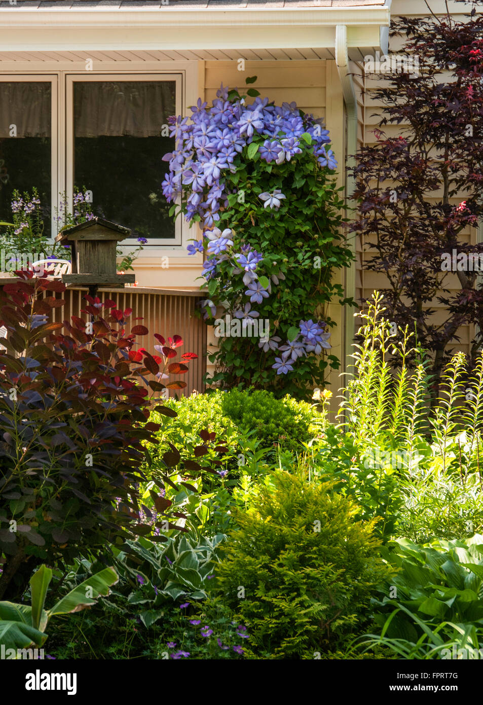 Trellis garden clematis hires stock photography and images Alamy