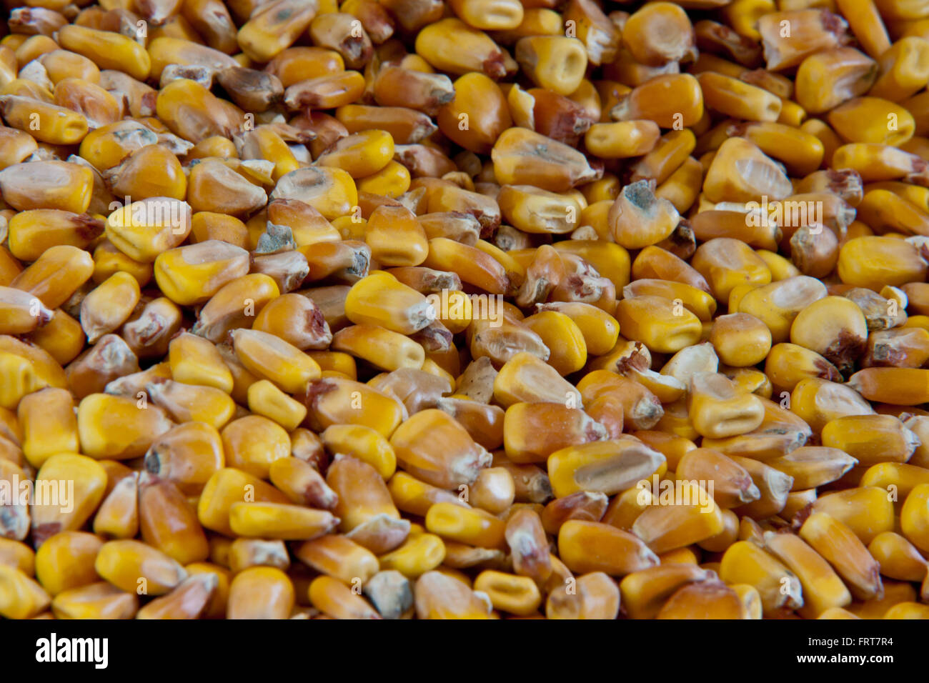 Whole kernel corn Stock Photo Alamy