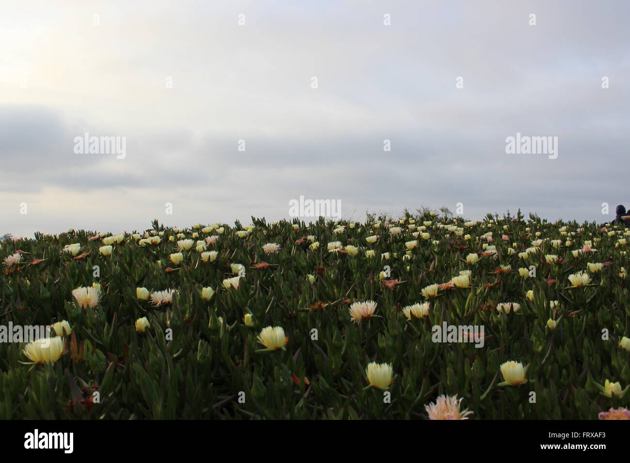 Cloudy plants hires stock photography and images Alamy