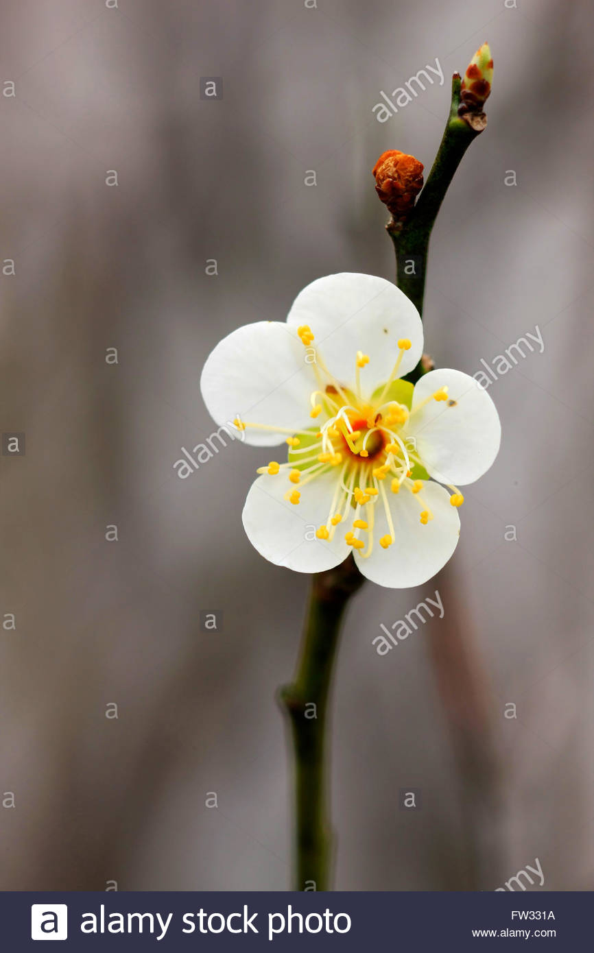 Apricot Color Flower Stock Photos & Apricot Color Flower Stock Images
