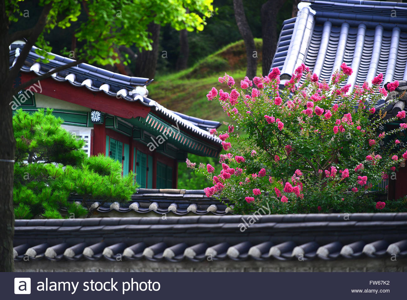 South Korean Flower Stock Photos & South Korean Flower Stock Images Alamy