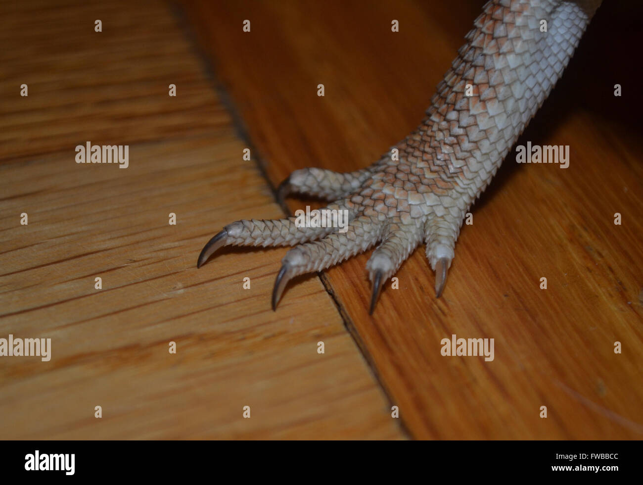 Lizard claw hires stock photography and images Alamy