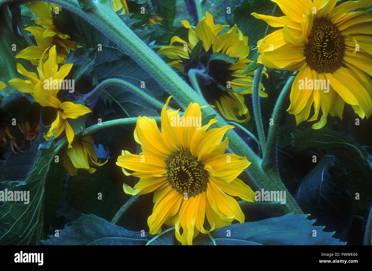Sunflowers, Alberta, Canada Stock Photo Alamy