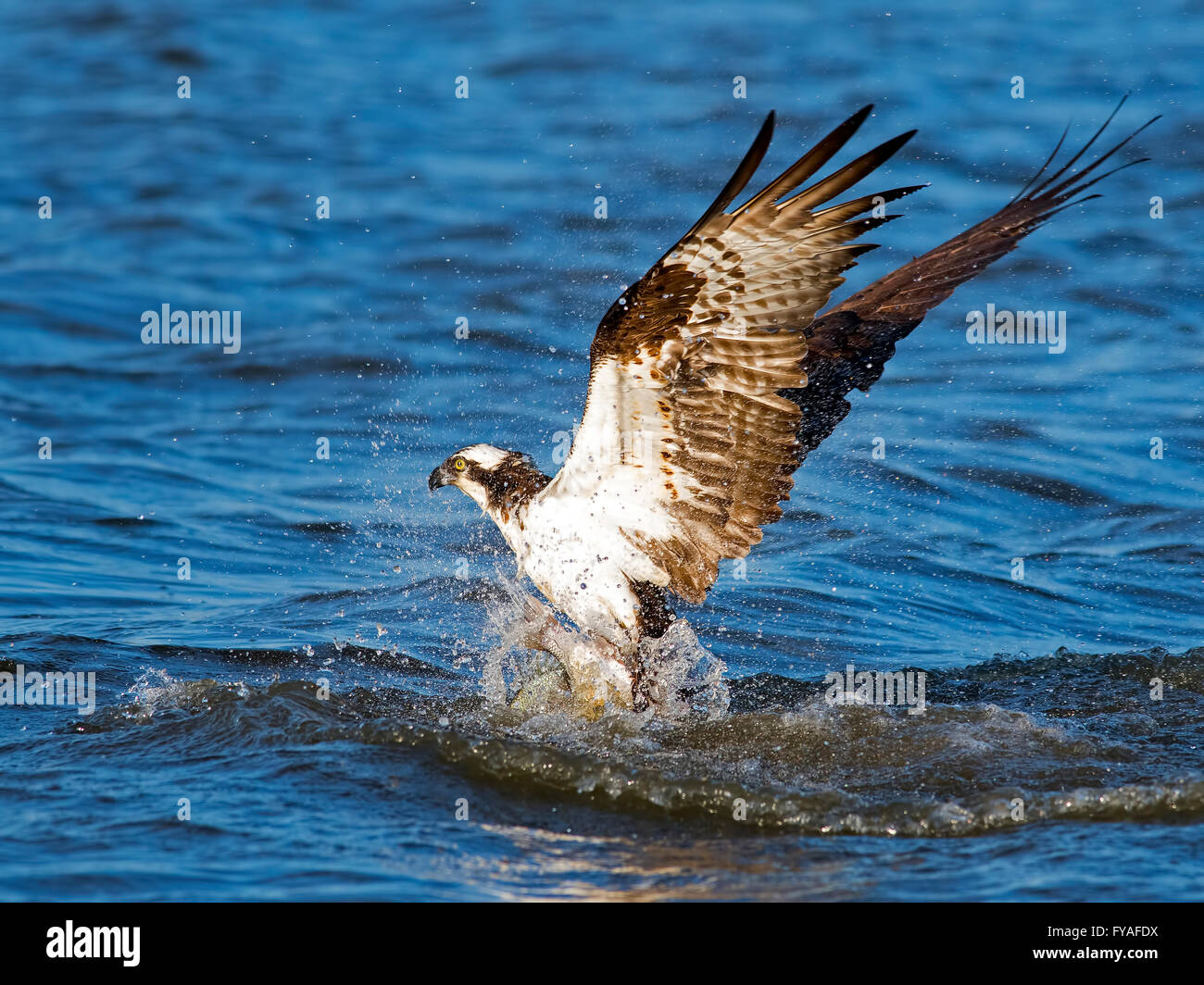 Osprey Diving for Fish Stock Photo Alamy