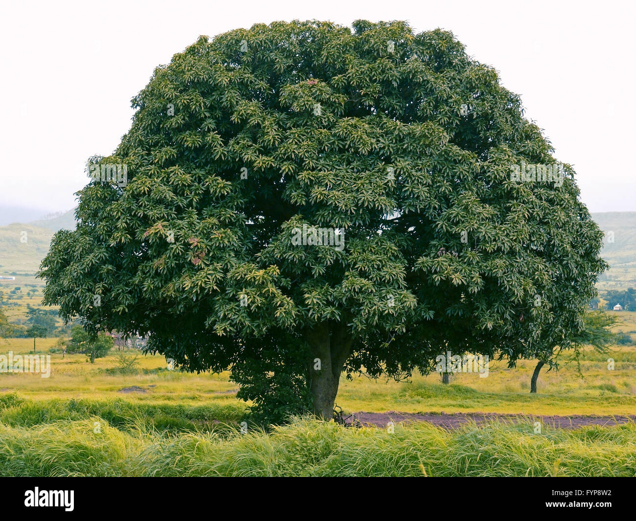 Mango tree india hires stock photography and images Alamy