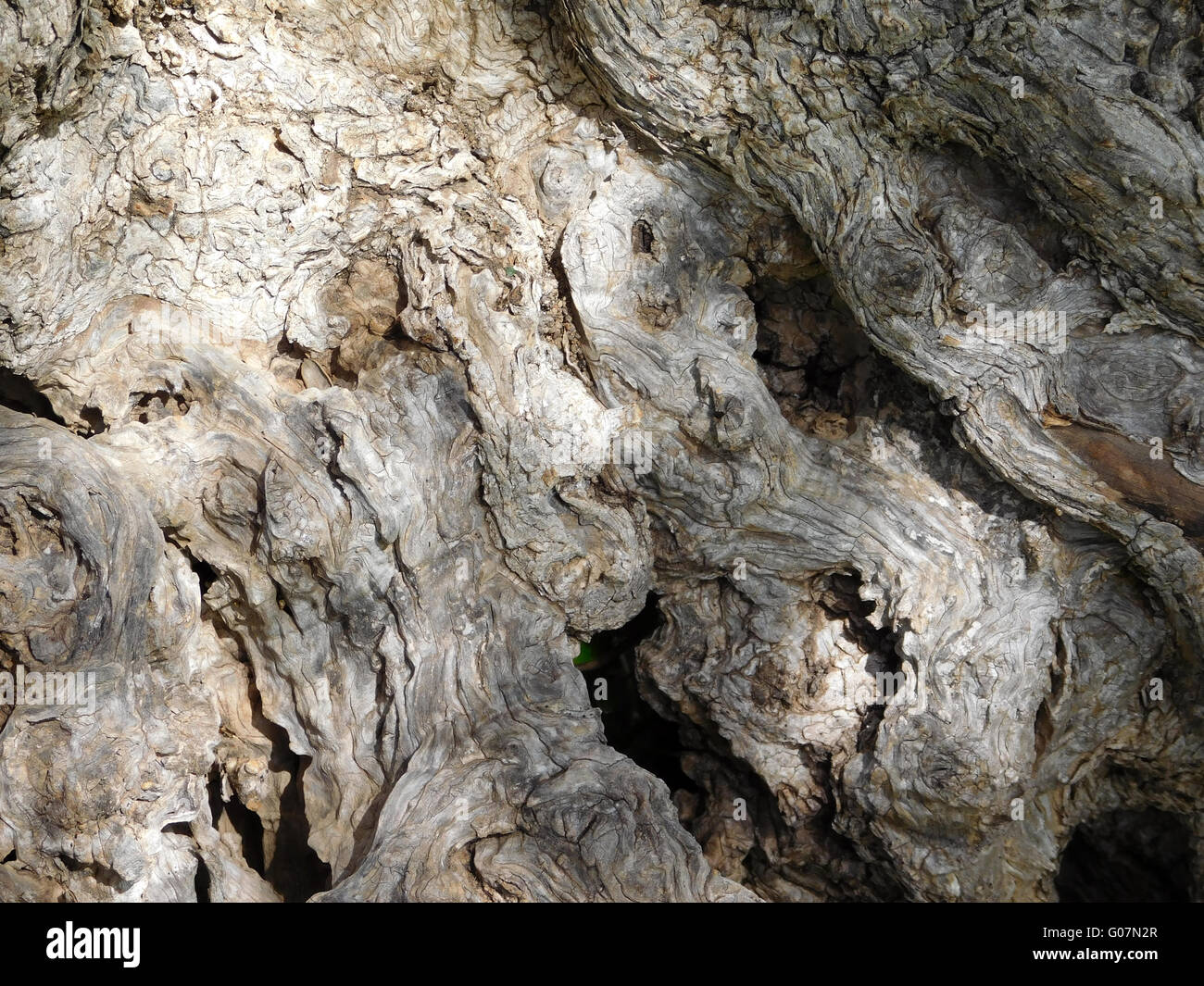 olive tree trunk Stock Photo Alamy