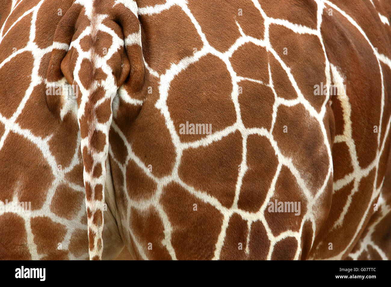Pattern giraffes fur hires stock photography and images Alamy