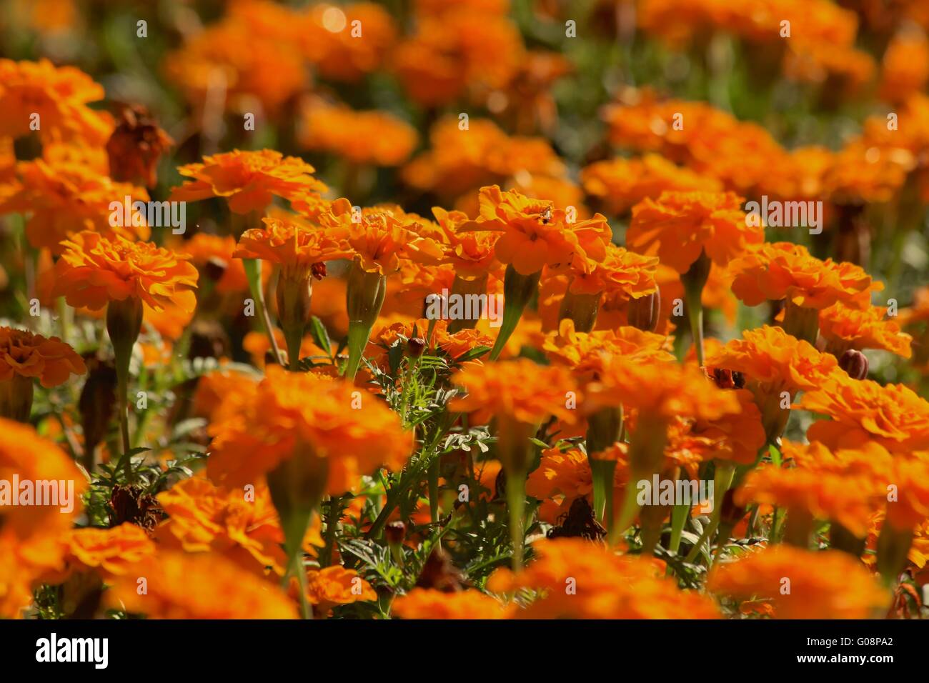 French marigold plants hires stock photography and images Alamy